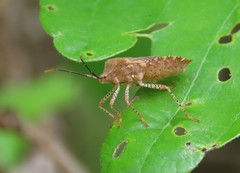 Anasa repetita