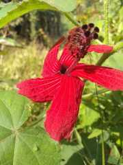 Hibiscus acetosella