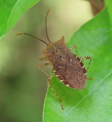 Anasa repetita
