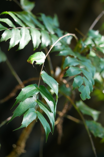 Image of Berberis oiwakensis by (c) Moogoo Lee, some rights reserved (CC BY)