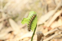 Chlosyne janais marianna