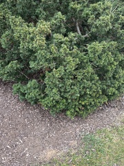 Chamaecyparis obtusa