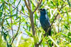 Cyanoloxia glaucocaerulea