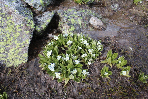 Primula crassifolia, photograph 1