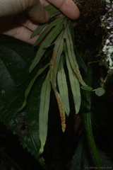 Pleopeltis pleopeltifolia