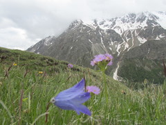 Campanula tridentata biebersteiniana