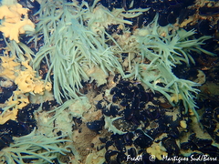 Halichondria bowerbanki