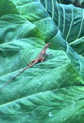 Anolis schiedii