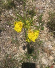 Oenothera berlandieri pinifolia