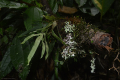 Pleopeltis pleopeltifolia