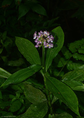 Dichorisandra paranaensis