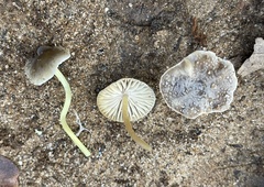 Mycena griseoviridis
