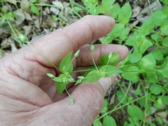 Stellaria apetala