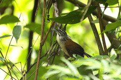 Pheugopedius genibarbis