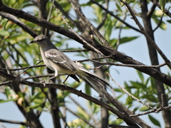 Mimus polyglottos