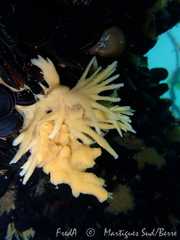 Halichondria bowerbanki