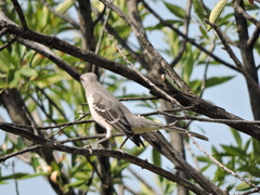 Mimus polyglottos