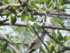 Mimus polyglottos