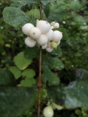Symphoricarpos albus