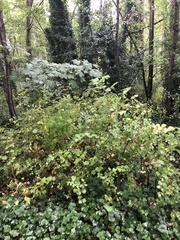 Symphoricarpos albus