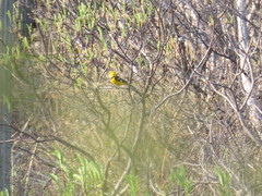 Pheucticus chrysopeplus