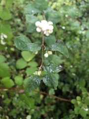 Symphoricarpos albus