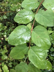 Symphoricarpos albus