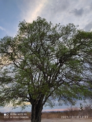 Sarcomphalus joazeiro