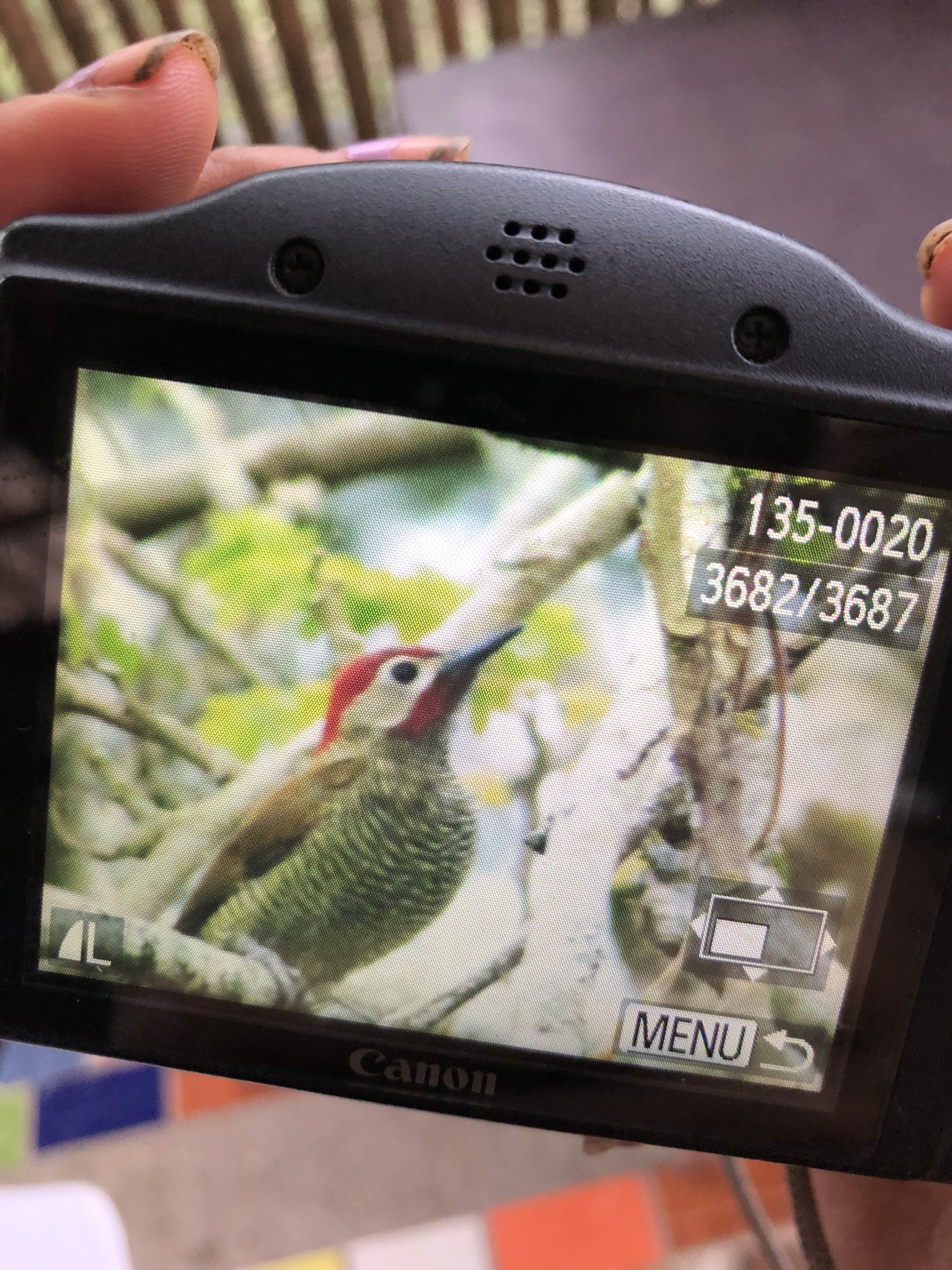 Golden-olive Woodpecker illustration