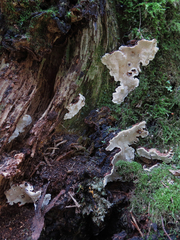 Heterobasidion parviporum