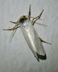 Agylla nivea