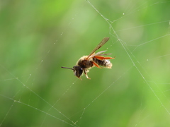 Andrena hippotes