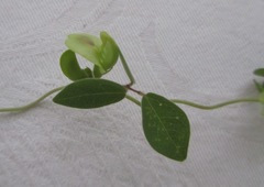 Macrotyloma axillare