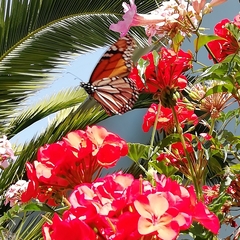 Danaus plexippus