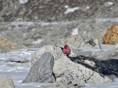 Carpodacus rubicilla severtzovi