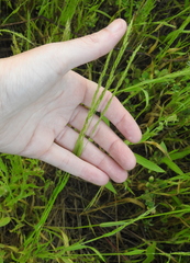Limnodea arkansana