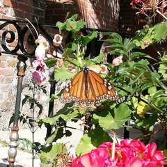 Danaus plexippus