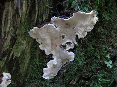 Heterobasidion parviporum