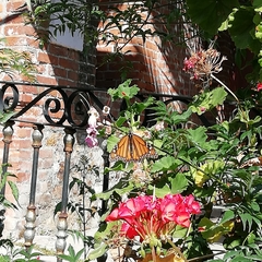 Danaus plexippus