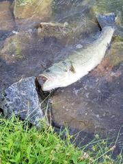 Micropterus salmoides