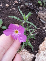 Phlox roemeriana
