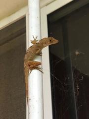 Anolis schiedii