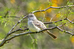Southern Scrub Flycatcher photo 5