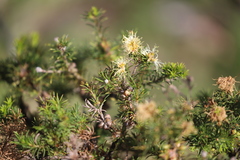 Melaleuca systena