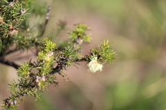 Melaleuca systena