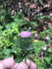 Arctium minus