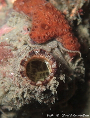 Microcosmus squamiger