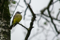 Tyrannus melancholicus