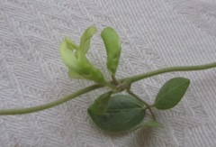 Macrotyloma axillare