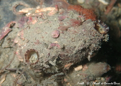 Microcosmus squamiger